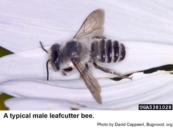 Male leafcutter bee